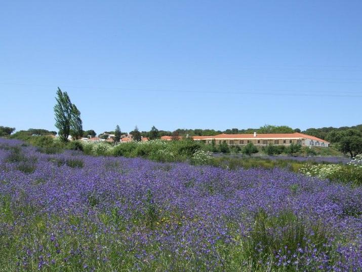 Hotel Rural Da Ameira Montemor-o-Novo Εξωτερικό φωτογραφία